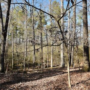 Photo #7 of SOLD property in Off Thomas Road, Polkton, NC 55.5 acres