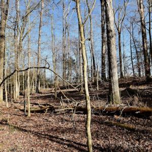 Photo #8 of SOLD property in Off Thomas Road, Polkton, NC 55.5 acres