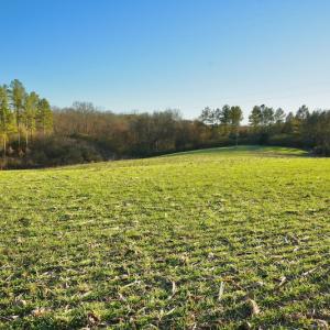 Photo #10 of SOLD property in Off Thomas Road, Polkton, NC 55.5 acres