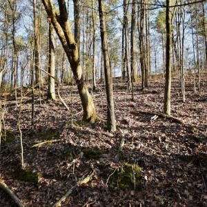 Photo #12 of SOLD property in Off Thomas Road, Polkton, NC 55.5 acres