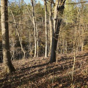 Photo #14 of SOLD property in Off Thomas Road, Polkton, NC 55.5 acres