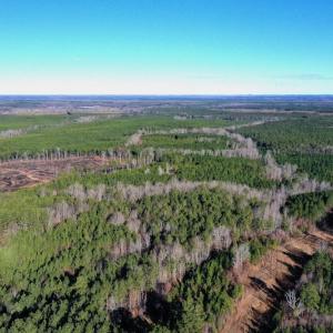 Photo #2 of SOLD property in Off NC Hwy 109 North, Wadesboro, NC 101.2 acres