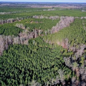 Photo #4 of SOLD property in Off NC Hwy 109 North, Wadesboro, NC 101.2 acres