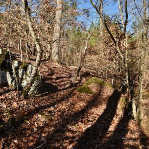 Photo #8 of SOLD property in Off NC Hwy 109 North, Wadesboro, NC 101.2 acres