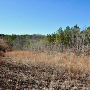 Photo #9 of SOLD property in Off NC Hwy 109 North, Wadesboro, NC 101.2 acres