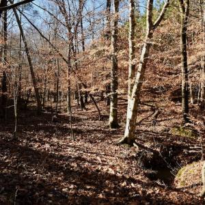 Photo #11 of SOLD property in Off NC Hwy 109 North, Wadesboro, NC 101.2 acres