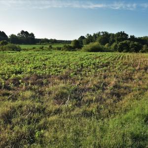 Photo #7 of SOLD property in 135 Jack's Branch Rd and Off US Hwy 52 N, Wadesboro, NC 125.5 acres