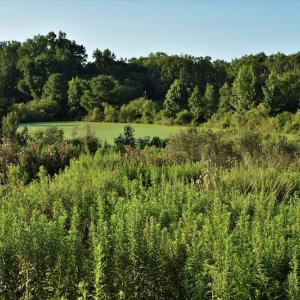 Photo #8 of SOLD property in 135 Jack's Branch Rd and Off US Hwy 52 N, Wadesboro, NC 125.5 acres
