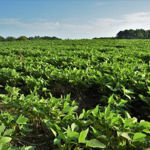 Photo #9 of SOLD property in 135 Jack's Branch Rd and Off US Hwy 52 N, Wadesboro, NC 125.5 acres