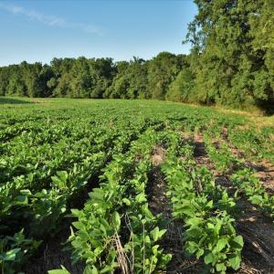Photo #10 of SOLD property in 135 Jack's Branch Rd and Off US Hwy 52 N, Wadesboro, NC 125.5 acres