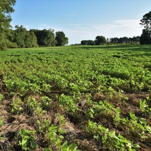 Photo #11 of SOLD property in 135 Jack's Branch Rd and Off US Hwy 52 N, Wadesboro, NC 125.5 acres