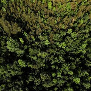Photo #3 of SOLD property in 8399 Mt. Pleasant Road, Midland, NC 102.0 acres
