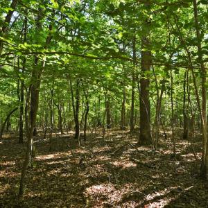 Photo #6 of SOLD property in 8399 Mt. Pleasant Road, Midland, NC 102.0 acres