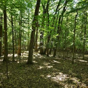 Photo #7 of SOLD property in 8399 Mt. Pleasant Road, Midland, NC 102.0 acres