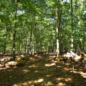 Photo #10 of SOLD property in 8399 Mt. Pleasant Road, Midland, NC 102.0 acres