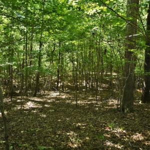 Photo #11 of SOLD property in 8399 Mt. Pleasant Road, Midland, NC 102.0 acres