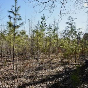 Photo #7 of SOLD property in Off Weavil Road, Winston Salem, NC 24.7 acres