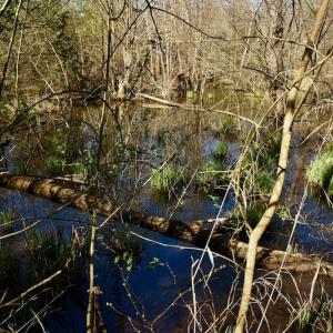 Photo #8 of SOLD property in Off Weavil Road, Winston Salem, NC 24.7 acres