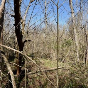 Photo #11 of SOLD property in Off Weavil Road, Winston Salem, NC 24.7 acres