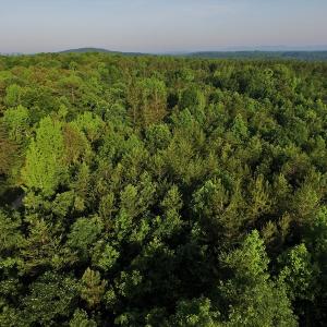 Photo #2 of SOLD property in Off Surratt Road, Denton, NC 145.8 acres