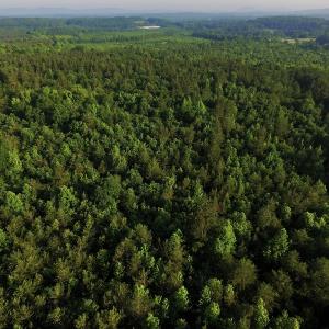 Photo #3 of SOLD property in Off Surratt Road, Denton, NC 145.8 acres