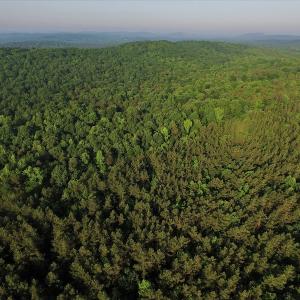 Photo #4 of SOLD property in Off Surratt Road, Denton, NC 145.8 acres