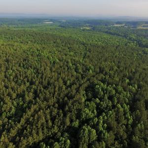 Photo #5 of SOLD property in Off Surratt Road, Denton, NC 145.8 acres