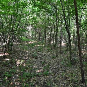 Photo #8 of SOLD property in Off Surratt Road, Denton, NC 145.8 acres