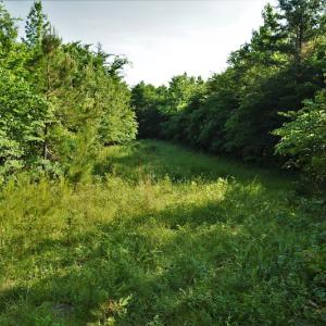 Photo #10 of SOLD property in Off Surratt Road, Denton, NC 145.8 acres