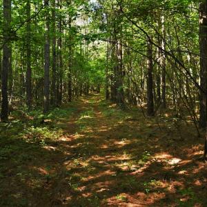 Photo #11 of SOLD property in Off Surratt Road, Denton, NC 145.8 acres