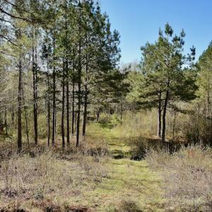 Photo #10 of SOLD property in Off River Road, Troy, NC 17.0 acres