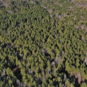 Photo #6 of SOLD property in Off Lovin Hill Road, Candor, NC 25.0 acres