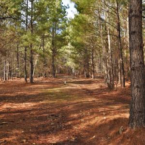 Photo #8 of SOLD property in Off Lovin Hill Road, Candor, NC 25.0 acres