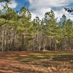 Photo #11 of SOLD property in Off Lovin Hill Road, Candor, NC 25.0 acres