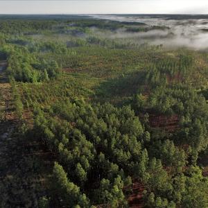 Photo #2 of SOLD property in Off NC Hwy, Jackson Springs, NC 29.6 acres