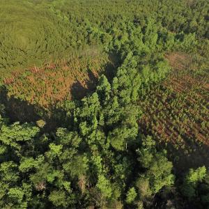 Photo #3 of SOLD property in Off NC Hwy, Jackson Springs, NC 29.6 acres