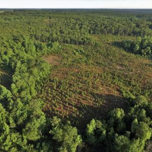 Photo #4 of SOLD property in Off NC Hwy, Jackson Springs, NC 29.6 acres