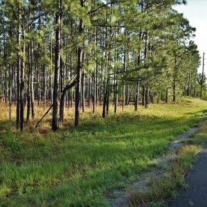 Photo #7 of SOLD property in Off NC Hwy, Jackson Springs, NC 29.6 acres