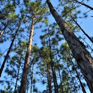 Photo #8 of SOLD property in Off NC Hwy, Jackson Springs, NC 29.6 acres