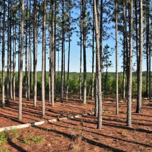 Photo #9 of SOLD property in Off NC Hwy, Jackson Springs, NC 29.6 acres