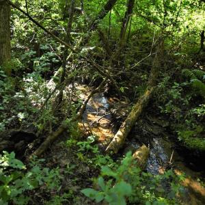Photo #10 of SOLD property in Off NC Hwy, Jackson Springs, NC 29.6 acres