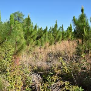 Photo #11 of SOLD property in Off NC Hwy, Jackson Springs, NC 29.6 acres