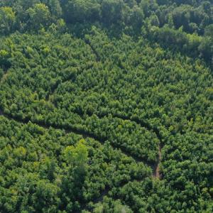 Photo #3 of SOLD property in Off Whip O Will Cove Rd, New London, NC 30.0 acres