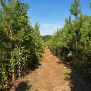 Photo #8 of SOLD property in Off Whip O Will Cove Rd, New London, NC 30.0 acres