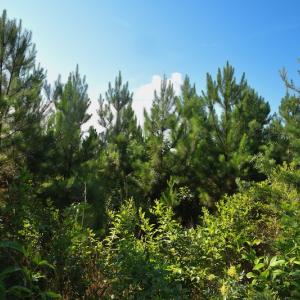 Photo #10 of SOLD property in Off Whip O Will Cove Rd, New London, NC 30.0 acres