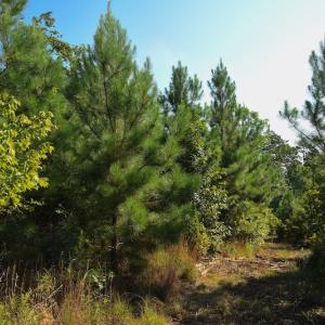 Photo #11 of SOLD property in Off Whip O Will Cove Rd, New London, NC 30.0 acres