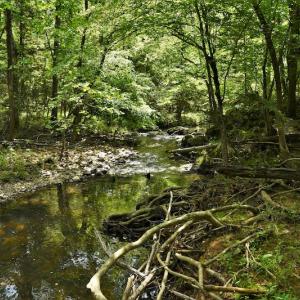 Photo #11 of SOLD property in 2942 Thickety Creek Road, Mt. Gilead, NC 75.0 acres