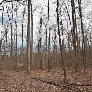 Photo #8 of SOLD property in Off Bringle Ferry Road, Salisbury, NC 56.5 acres
