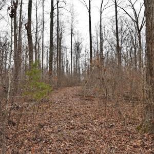 Photo #9 of SOLD property in Off Bringle Ferry Road, Salisbury, NC 56.5 acres