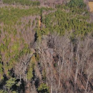 Photo #3 of SOLD property in Off Bringle Ferry Road, Salisbury, NC 74.0 acres